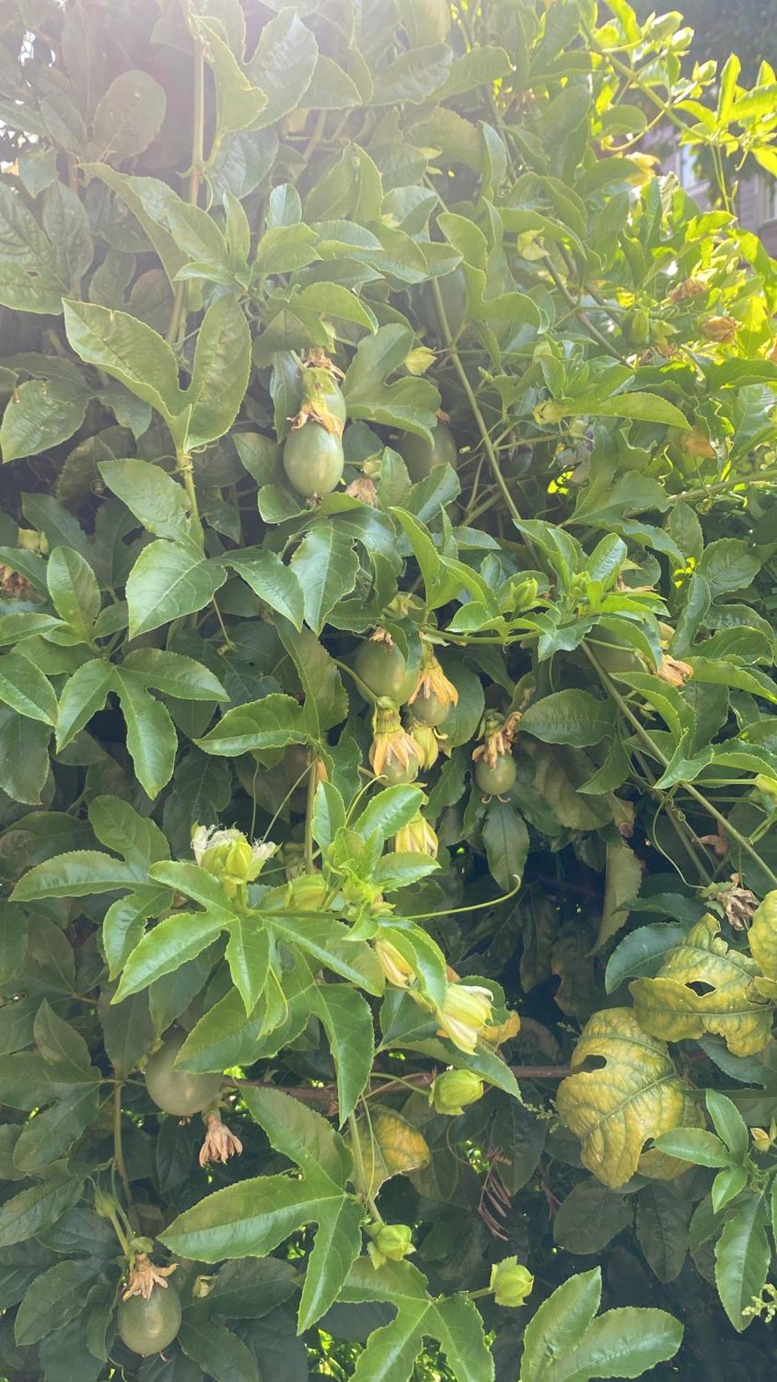 Çıralı Rosemary Pansiyon מראה חיצוני תמונה
