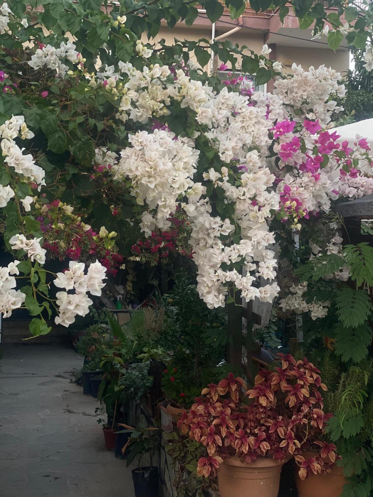 Çıralı Rosemary Pansiyon מראה חיצוני תמונה